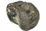 Fossil Iguanodontian Caudal Vertebra - Isle of Wight, England #325120-1